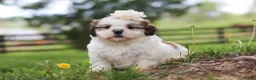 Shih Tzu dogs for sale: Clover - Ad 5