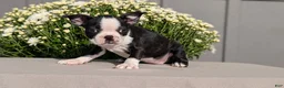 Boston Terrier dogs for sale: Trixie - Ad 3
