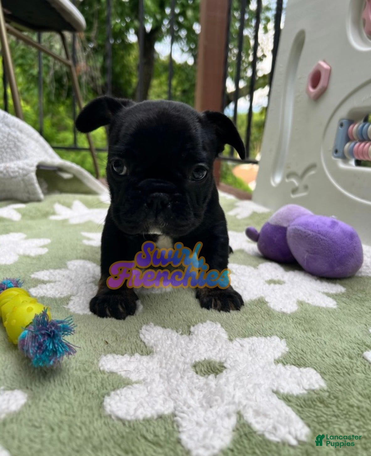 French Bulldog dogs Sesame - Ad 18
