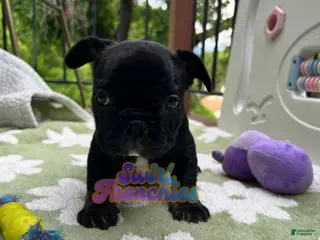 French Bulldog dogs Sesame - Ad 28