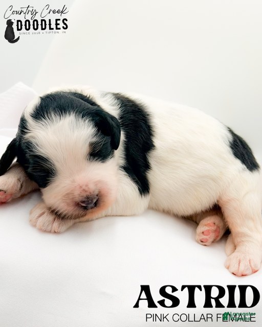 Bernedoodle dogs Astrid - Ad 25