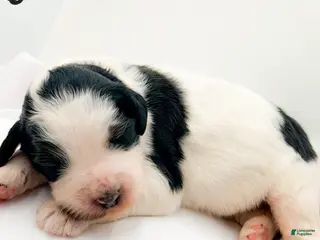 Bernedoodle dogs Astrid - Ad 25