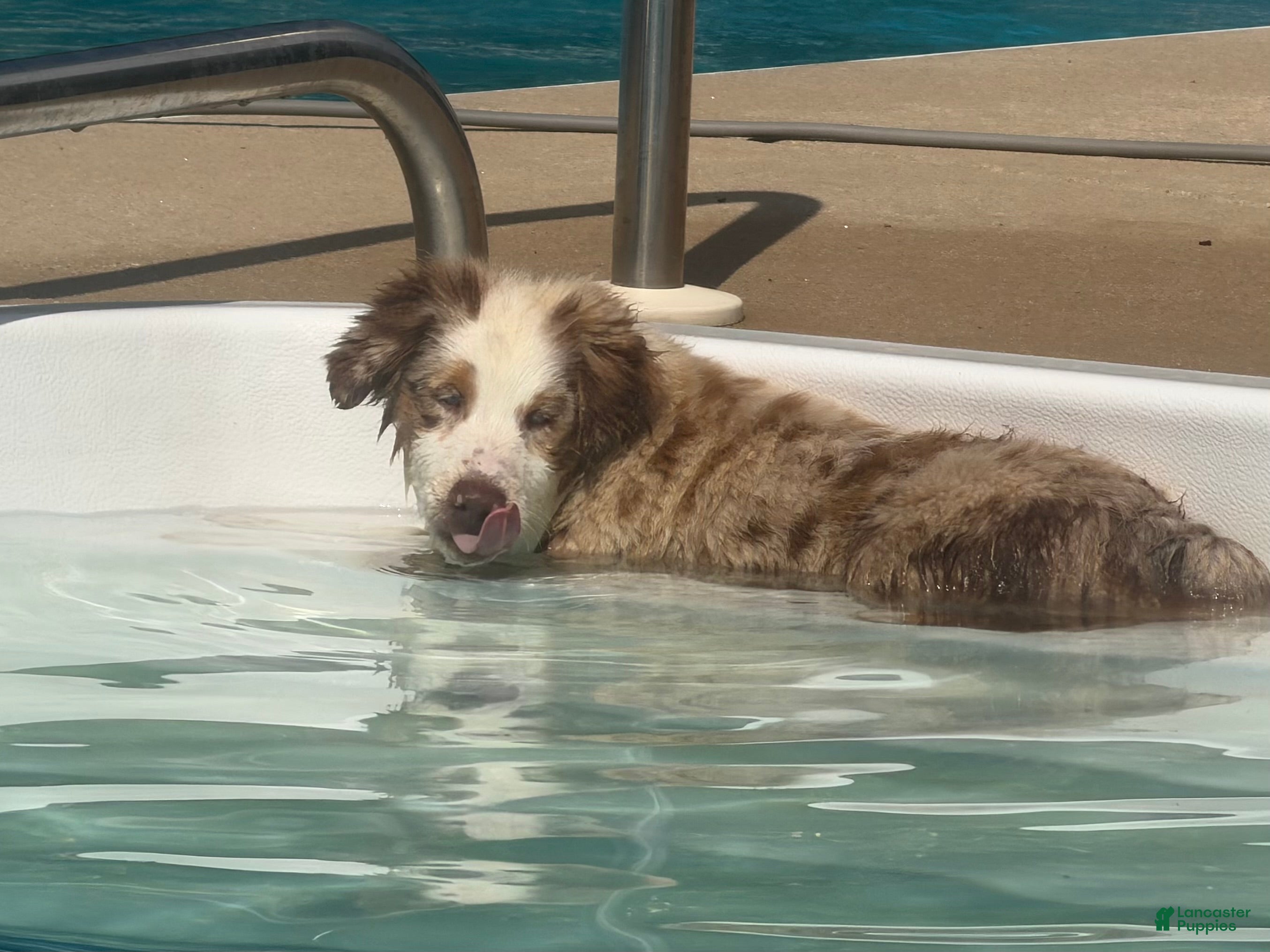 Miniature Australian Shepherd dogs Miniature Australian Shepherd Puppy Cash2 - Ad 1