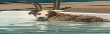 Miniature Australian Shepherd Puppy Cash2