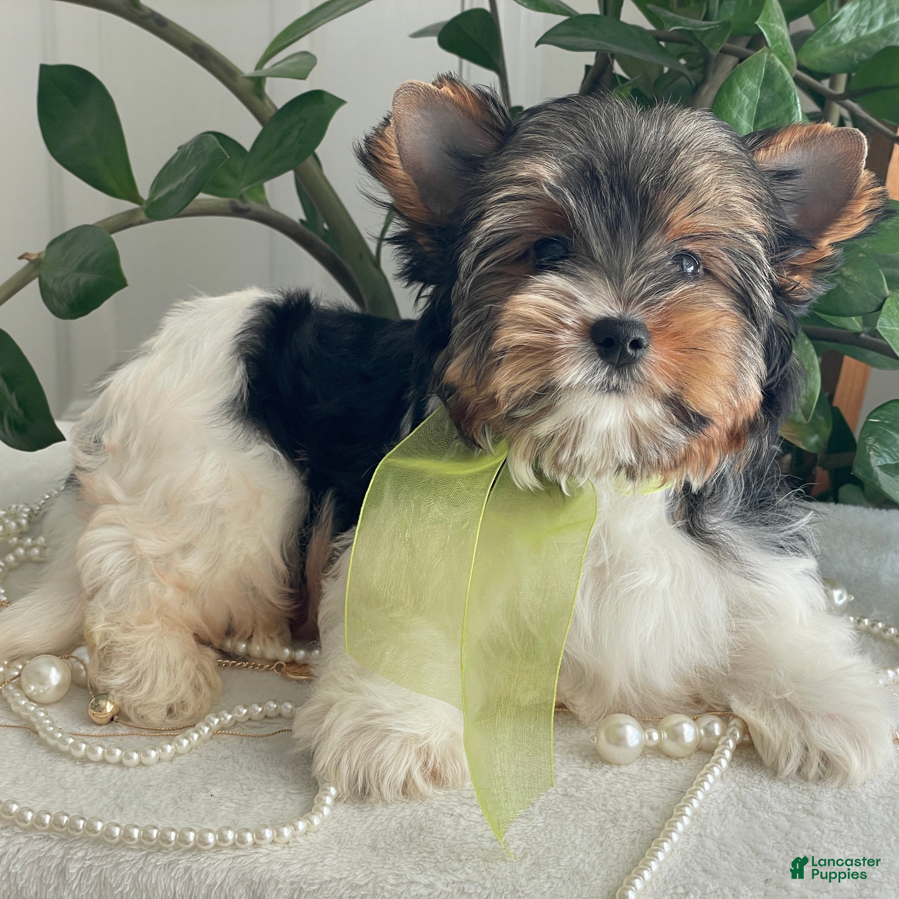 Biewer Terrier dogs Tony - Ad 1