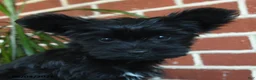 Yorkshire Terrier dogs for sale: Luna - Ad 9