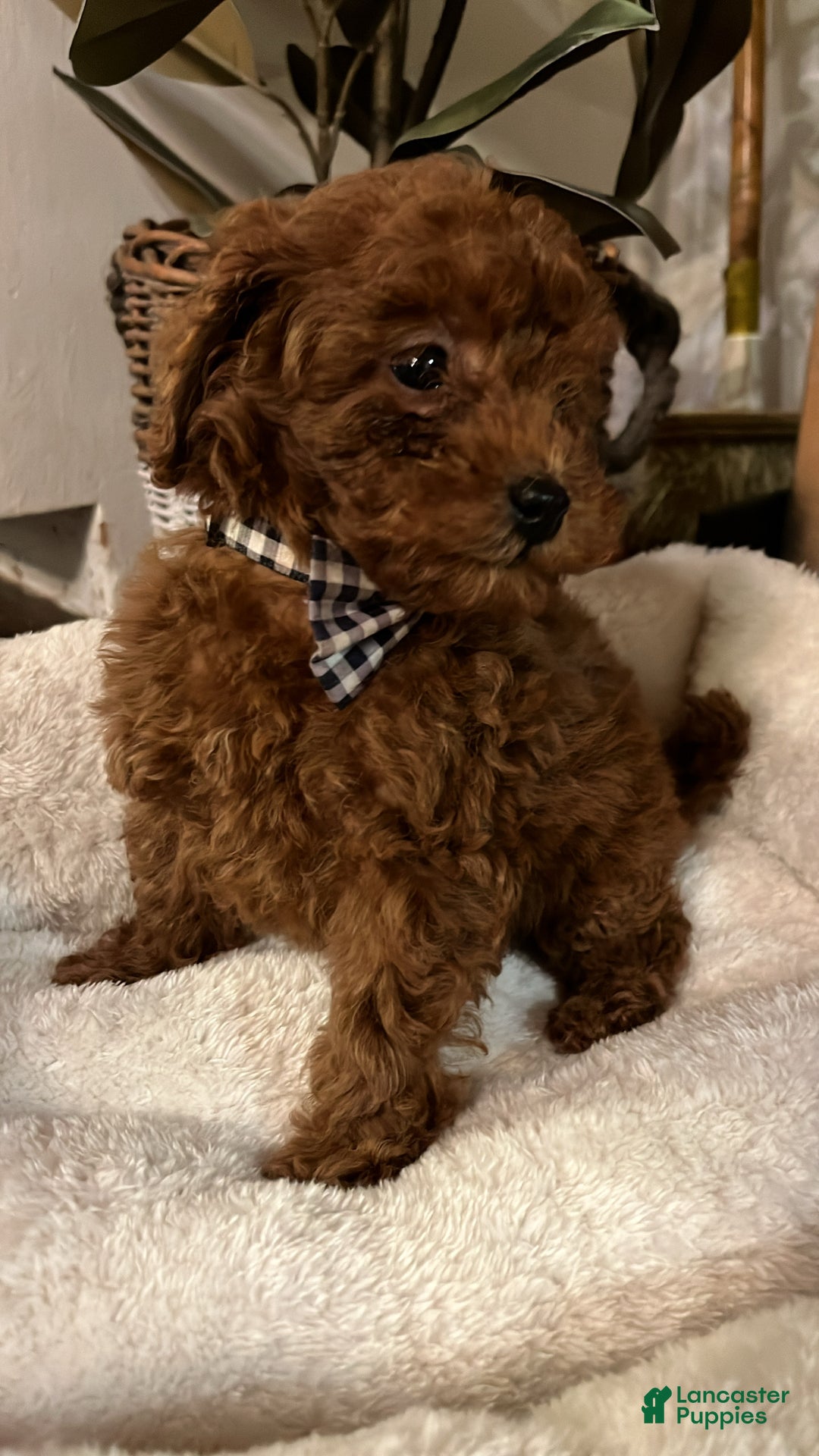 Toy Poodle dogs for sale: Charles  - Ad 2