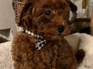 Toy Poodle dogs Charles - Ad 41