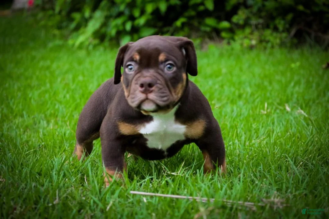 American Bully dogs for sale: American Bully Puppy 1 - Ad 7