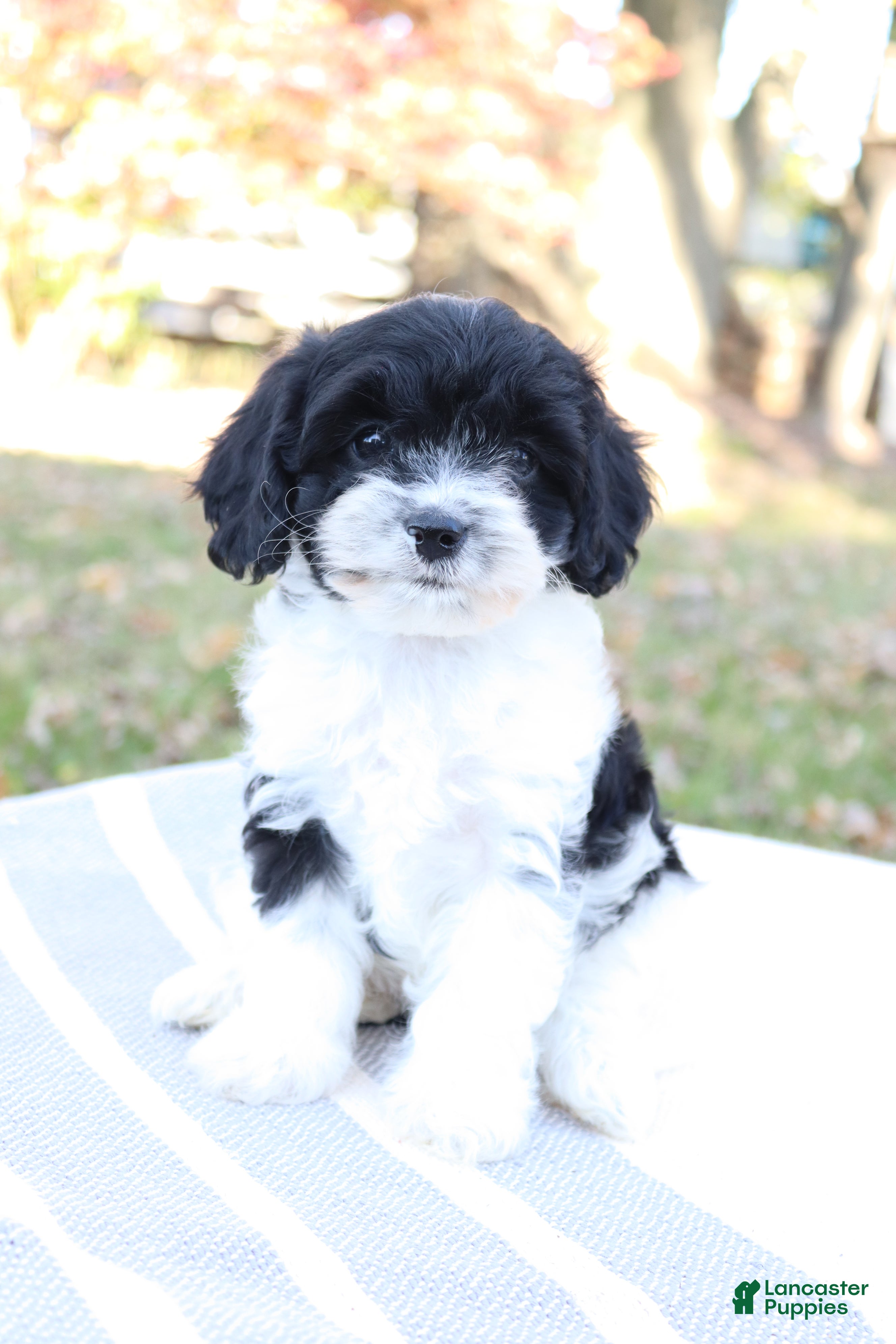 Cavapoo dogs for sale: Emder - Ad 1