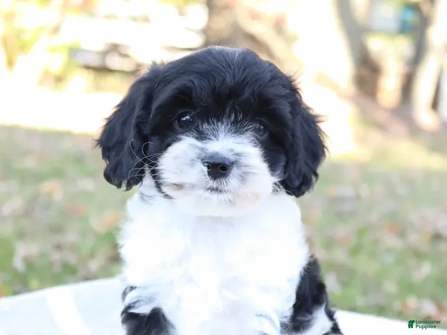 Cavapoo dogs for sale: Emder - Ad 1