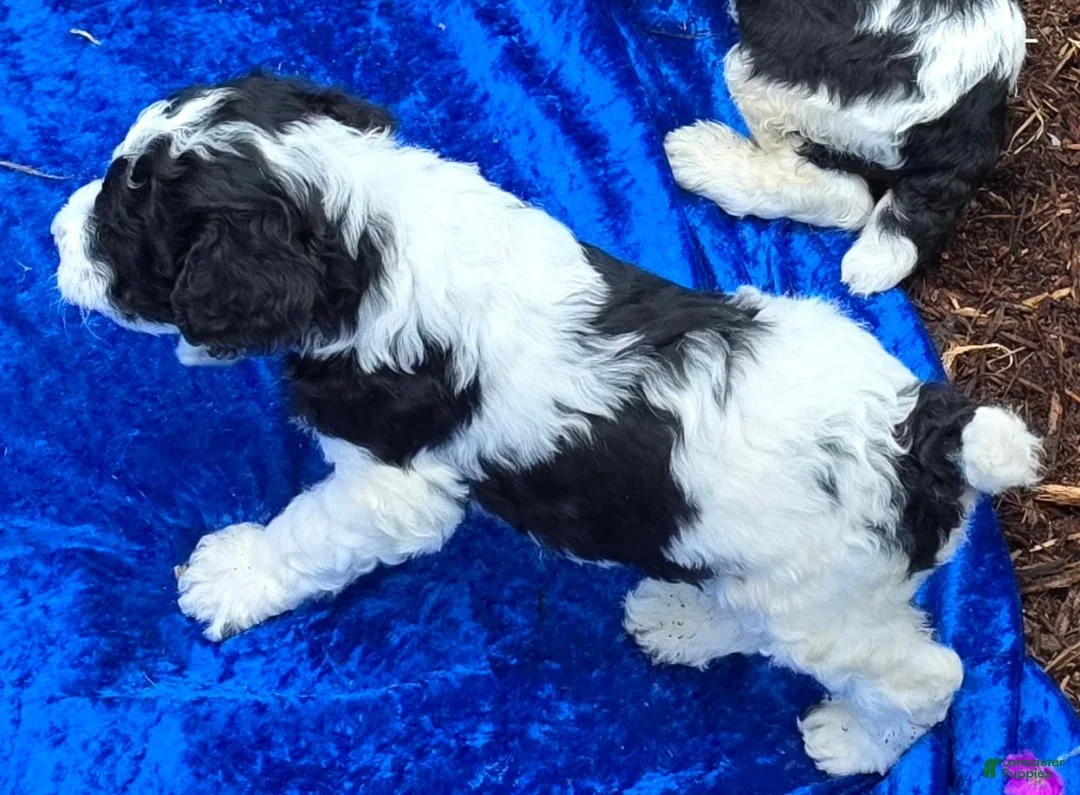 Standard Poodle dogs for sale: Standard Poodle 5 - Ad 1