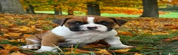Boxer dogs for sale: Jackson - Ad 3