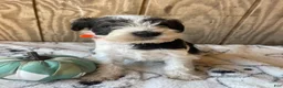 Miniature Schnauzer dogs for sale: Felix - Ad 3