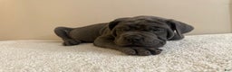 Cane Corso dogs for sale: Hulk  - Ad 4