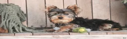 Yorkshire Terrier dogs for sale: Junior - Ad 6