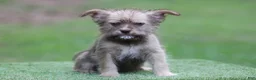 Mixed Breed dogs for sale: Male 1 - Ad 4