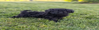 Miniature Poodle Puppy 4