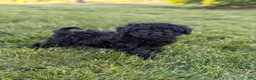 Miniature Poodle dogs for sale: Miniature Poodle Puppy 4 - Ad 1