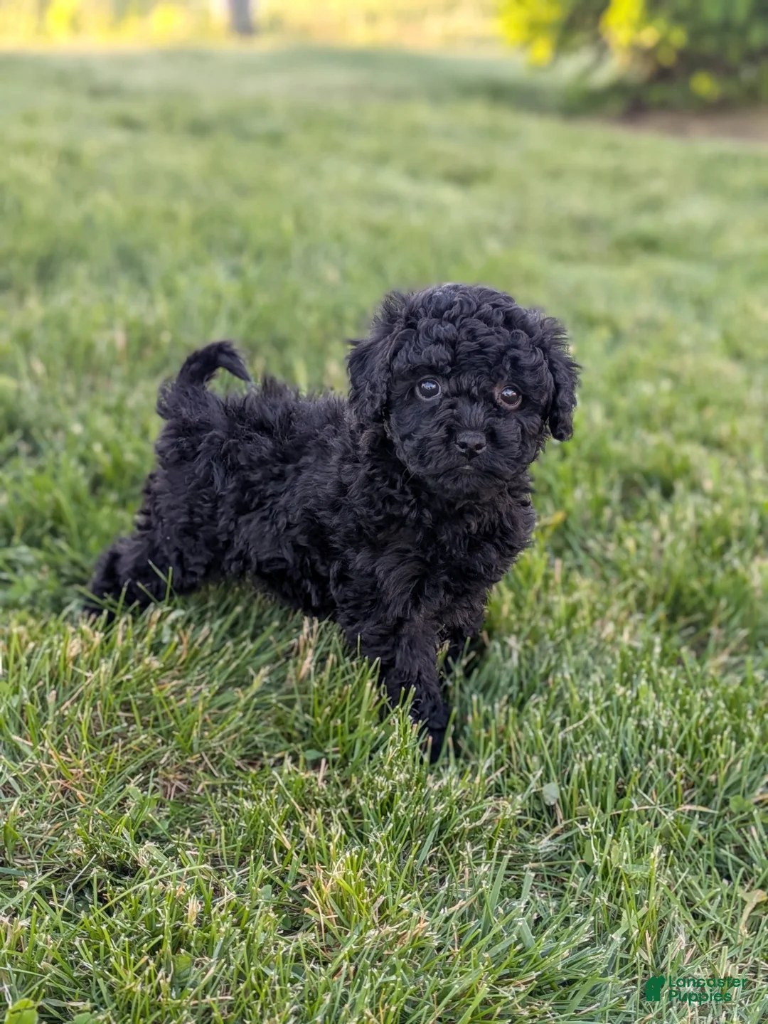 Miniature Poodle dogs for sale: Miniature Poodle Puppy 4 - Ad 1