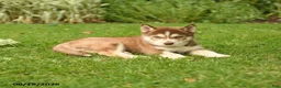 Siberian Husky dogs for sale: Henry - Ad 3