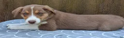 Australian Shepherd dogs for sale: Australian Shepherd 2 - Ad 3