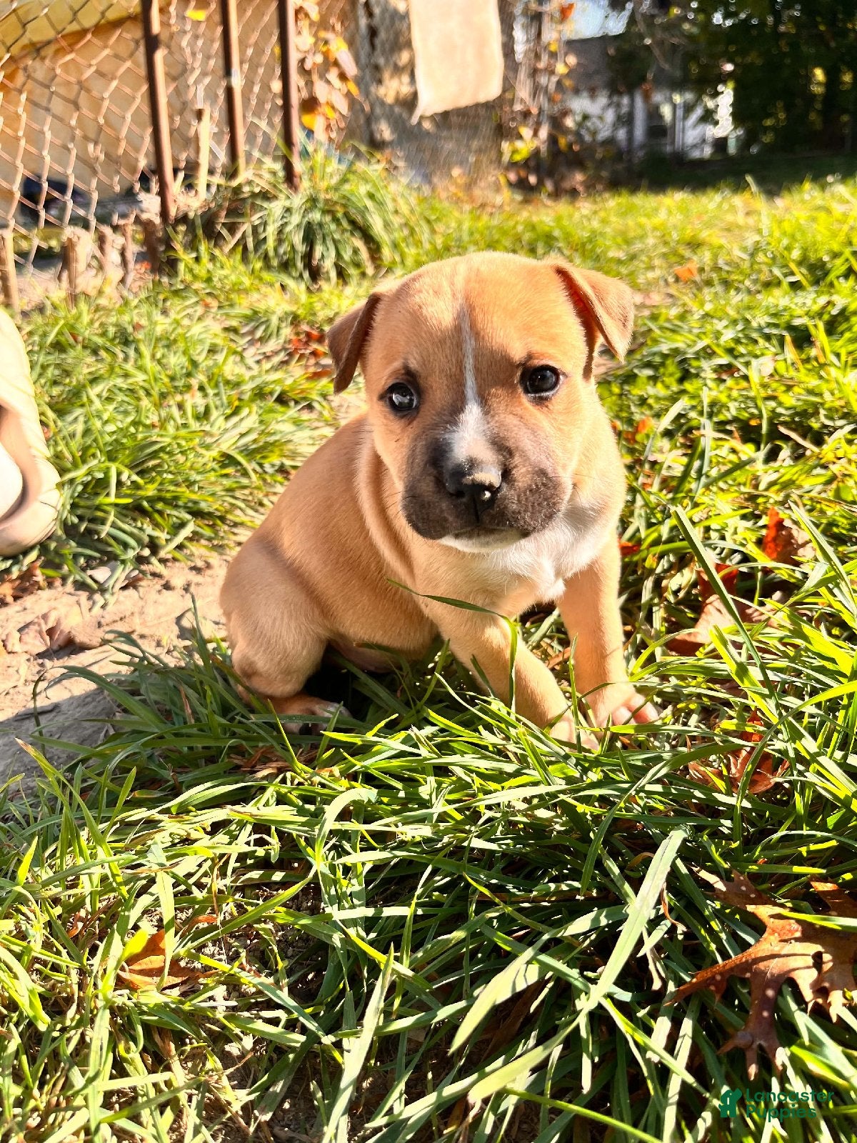 Mixed Breed dogs for sale: Girl 1 - Ad 2