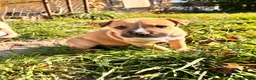 Mixed Breed dogs for sale: Girl 1 - Ad 2
