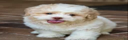 Shihpoo dogs for sale: Sullivan - Ad 2