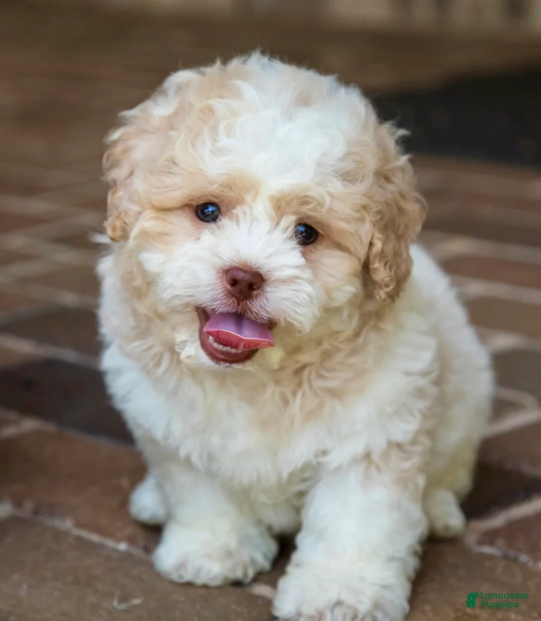 Shihpoo dogs for sale: Sullivan - Ad 2