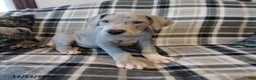 Great Dane dogs for sale: Chief - Ad 1