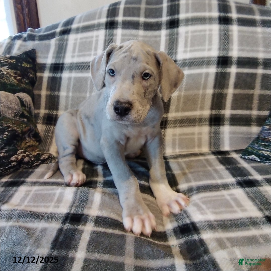 Great Dane dogs for sale: Chief - Ad 1