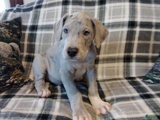 Great Dane dogs Chief - Ad 8