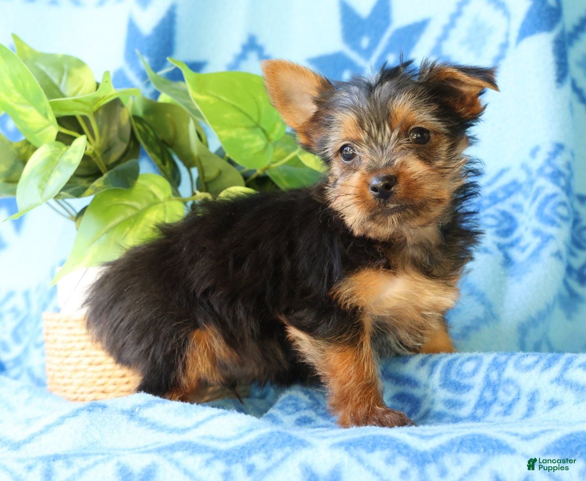Yorkshire Terrier dogs Davy - Ad 2