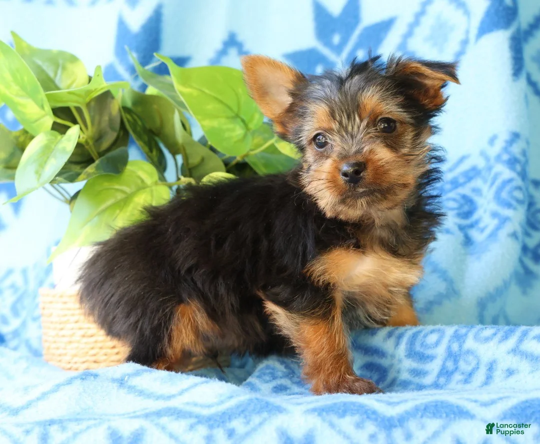 Yorkshire Terrier dogs for sale: Davy - Ad 2