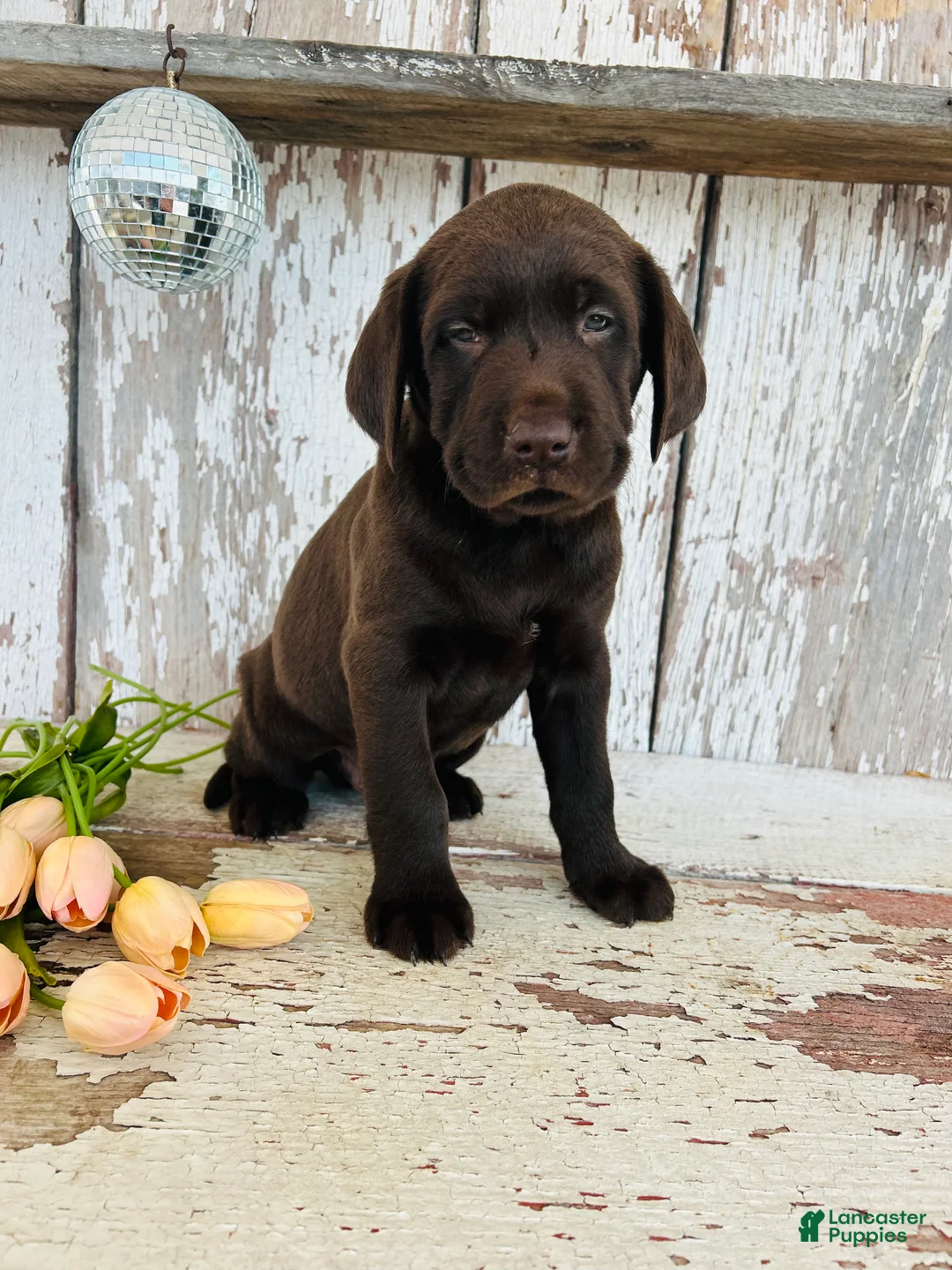 Labrador Retriever dogs for sale: Duke - Ad 8