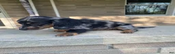 Miniature Dachshund dogs for sale: Duke - Ad 14