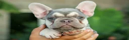French Bulldog dogs for sale: Stella🌸 - Ad 5