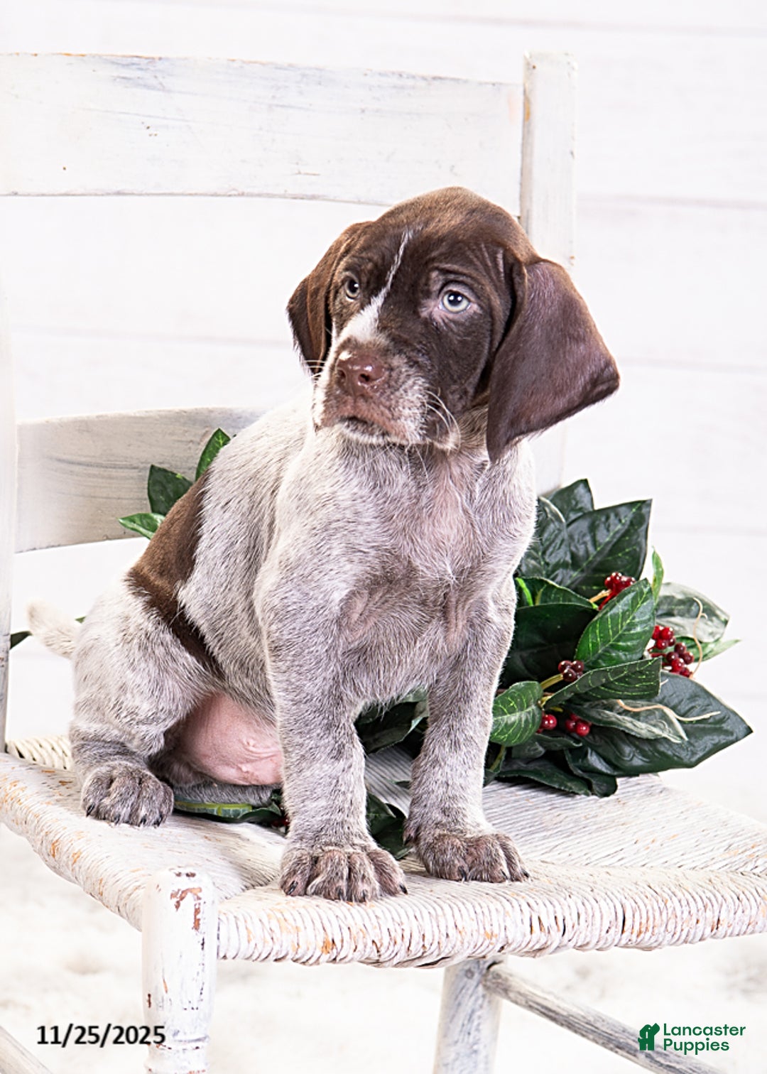 Mixed Breed dogs for sale: Romeo - Ad 7