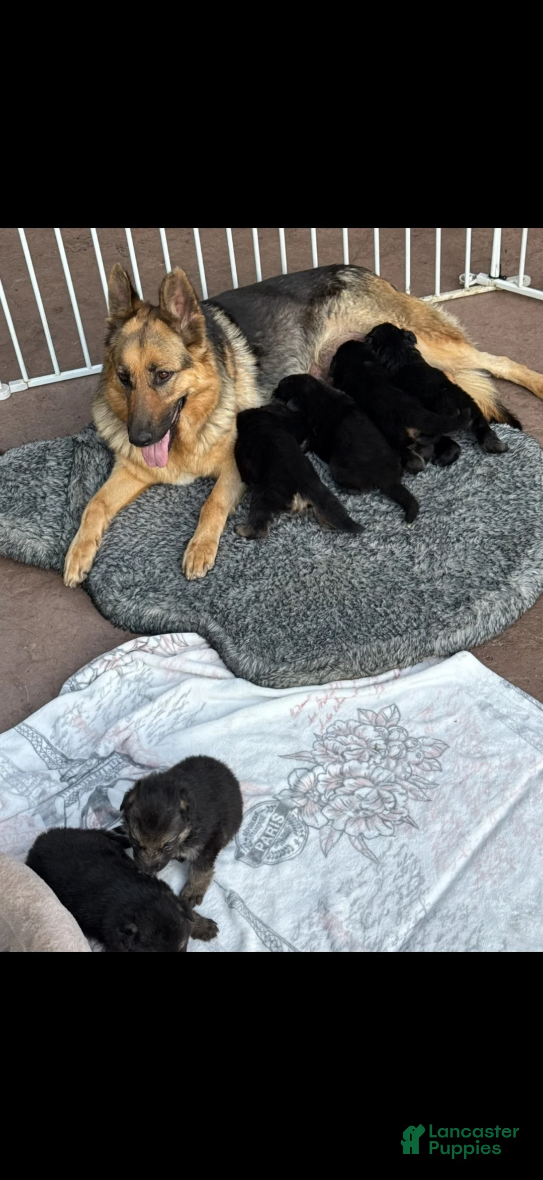 German Shepherd dogs for sale: German Shepherd 7 - Ad 2