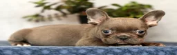 French Bulldog dogs for sale: Wanda - Ad 3