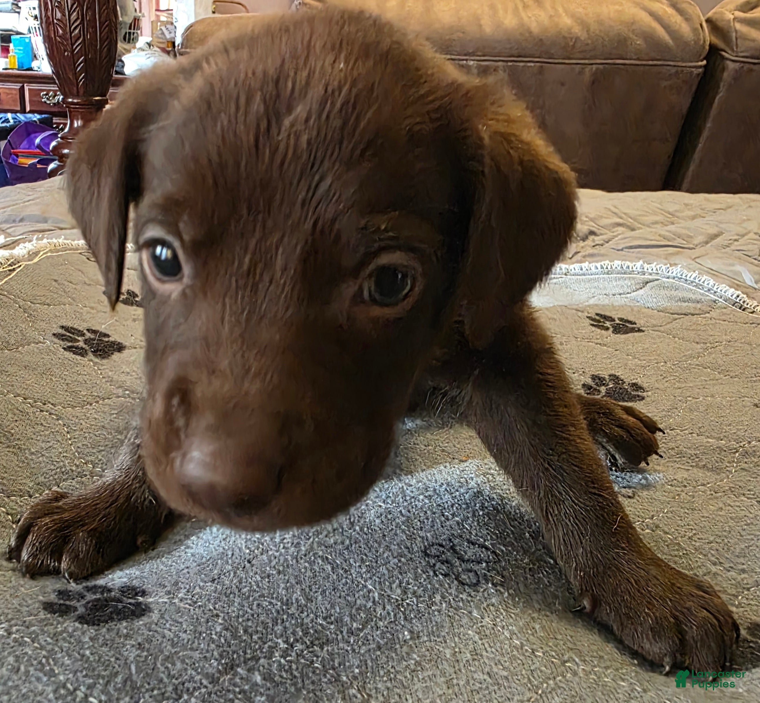 Labrador Retriever dogs L-green  - Ad 2