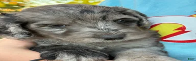 Anna – Blue Merle Female Mini Bernedoodle | Sweet Personality | 25–30 lbs