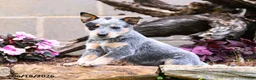 Australian Cattle Dog dogs for sale: Ashley - Ad 5