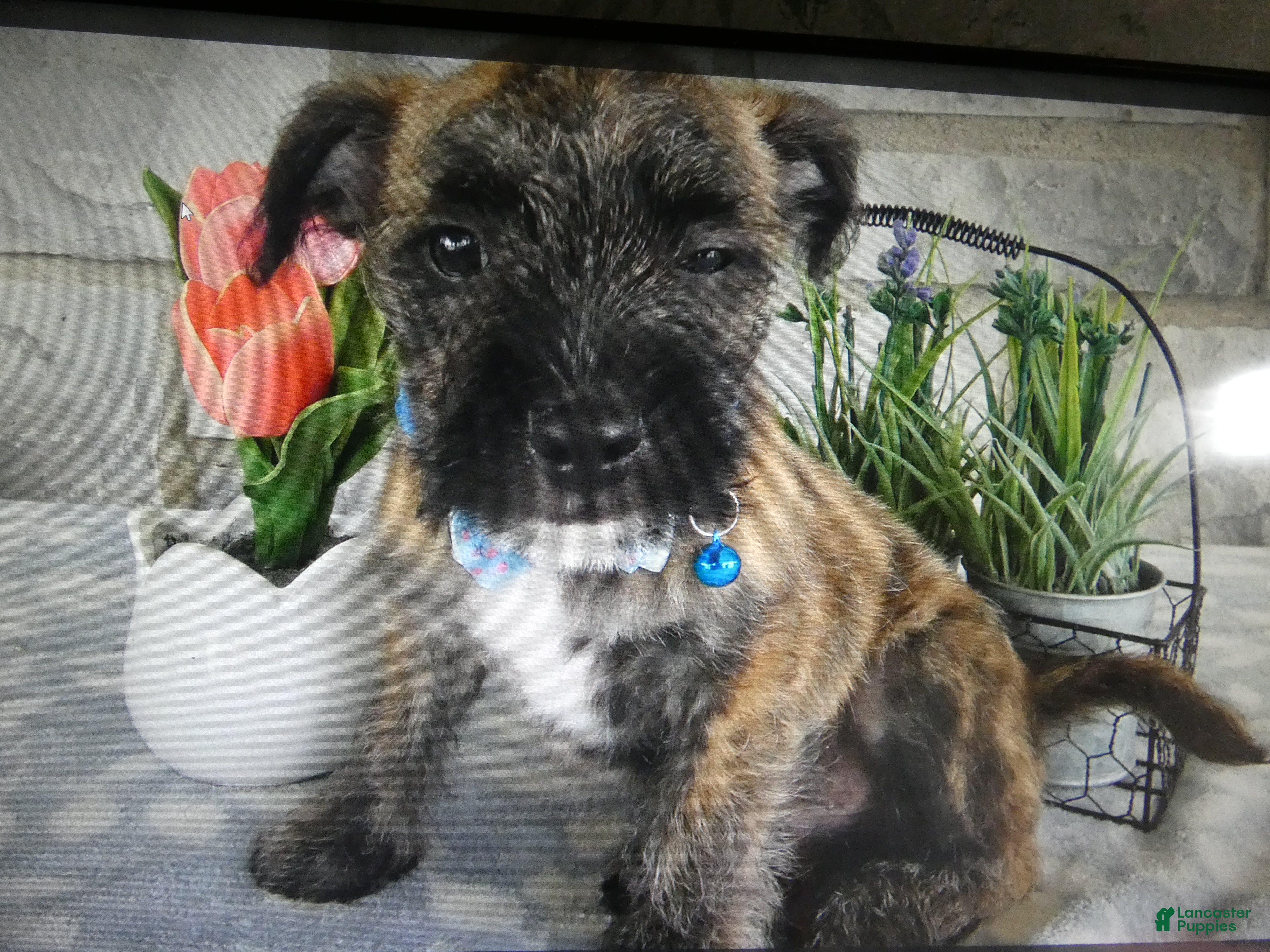Mixed Breed dogs Mixed Breed 2 - Ad 16
