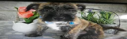 Mixed Breed dogs for sale: Mixed Breed 2 - Ad 1