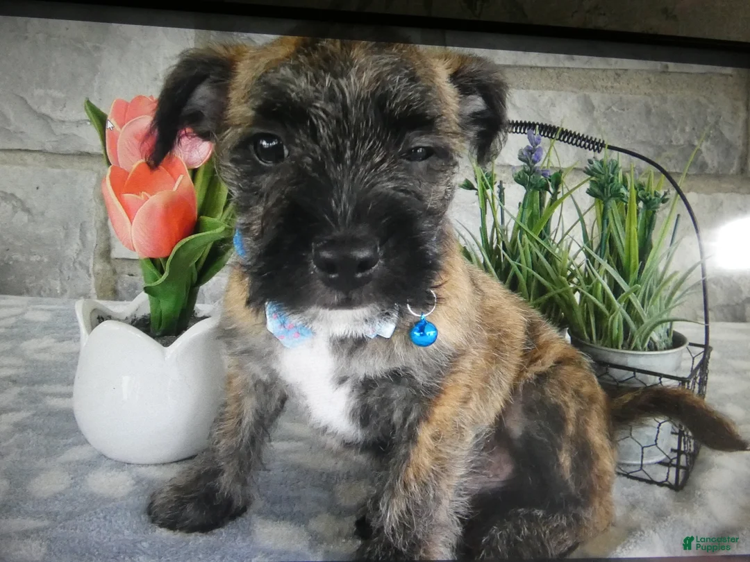 Mixed Breed dogs for sale: Mixed Breed 2 - Ad 1