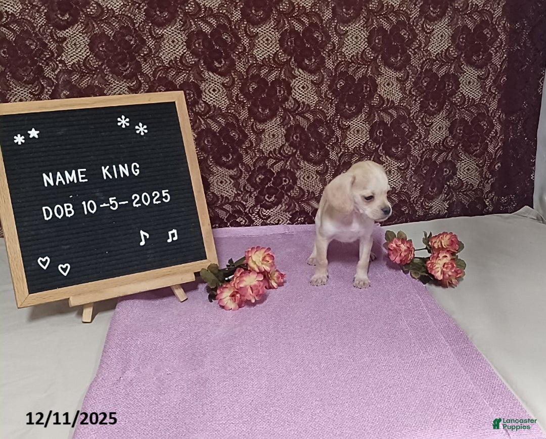 Puggle dogs for sale: King - Ad 2