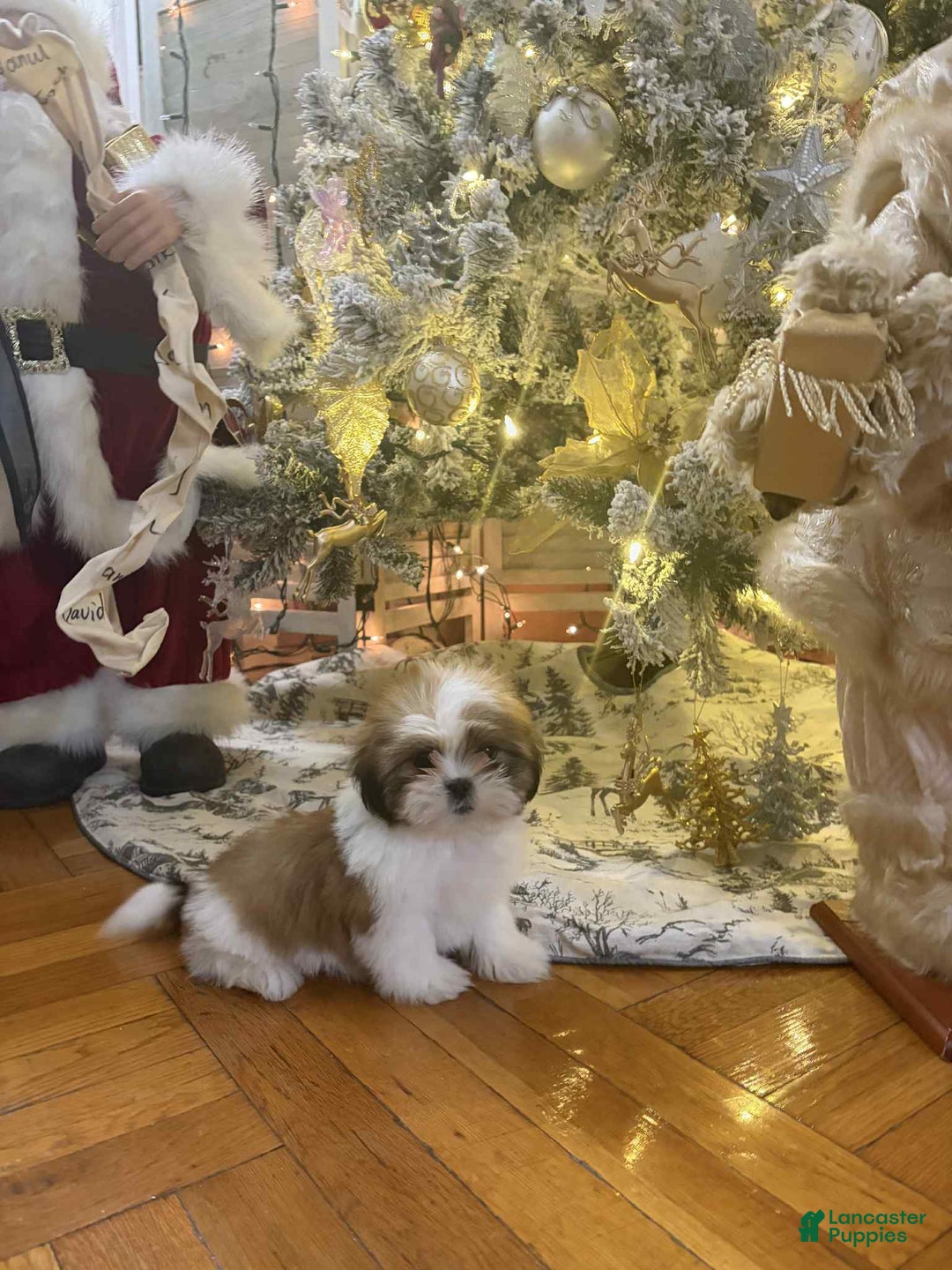 Shih Tzu dogs for sale: Lightening - Ad 1