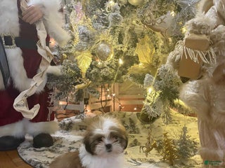 Shih Tzu dogs Lightening - Ad 28